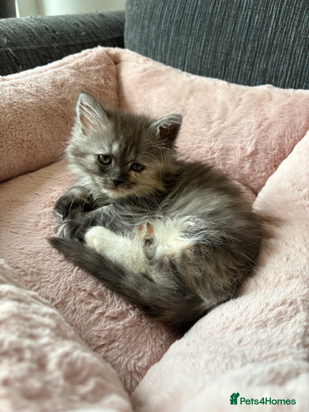 Munchkin cats for sale: Persian Munchkin kittens  - Advert 23