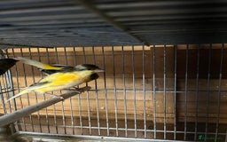 Canaries birds for sale: Coloured Canaries - This Year’s, Top Condition - Image 6