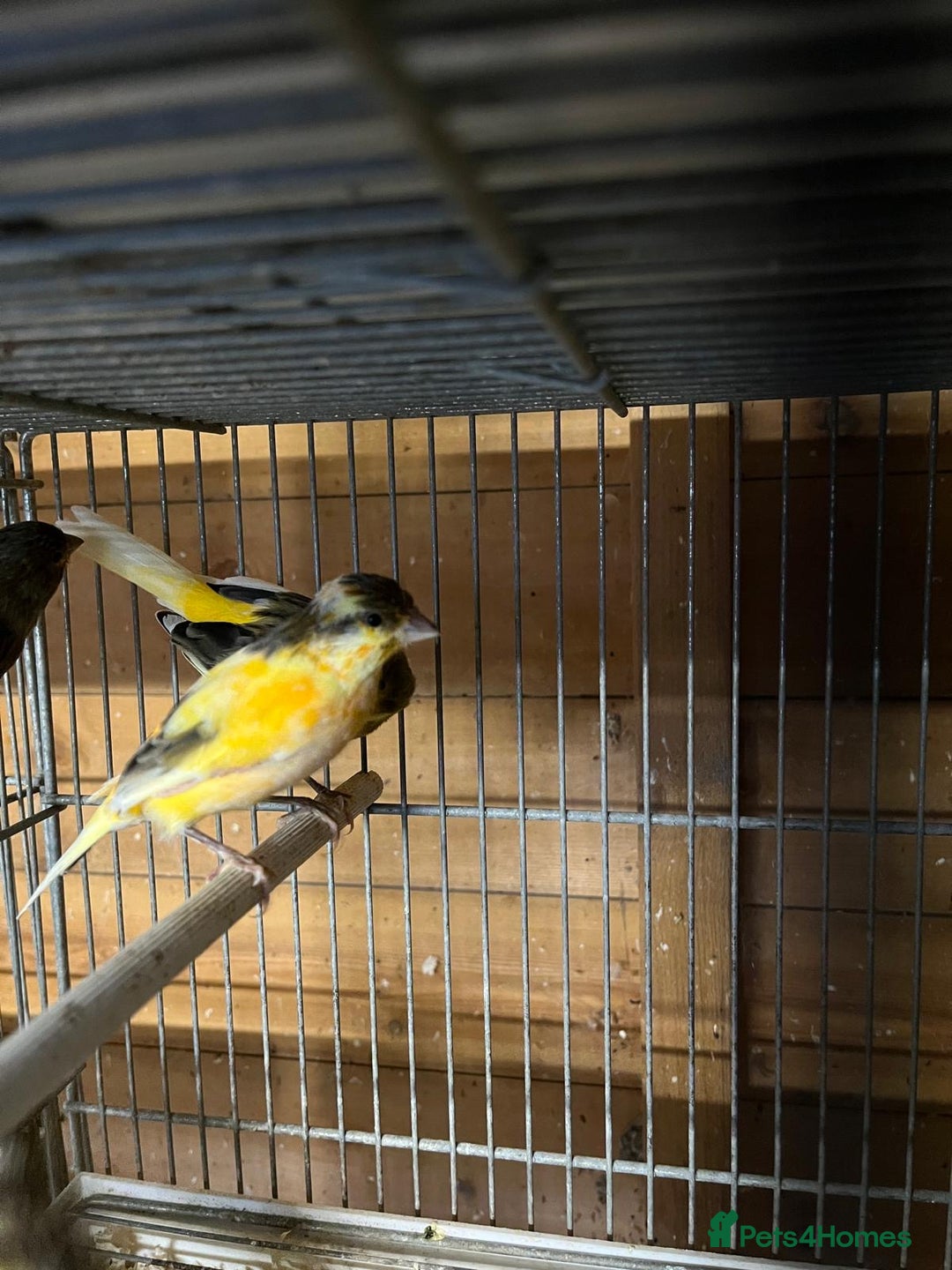 Canaries birds for sale: Coloured Canaries - This Year’s, Top Condition - Image 6