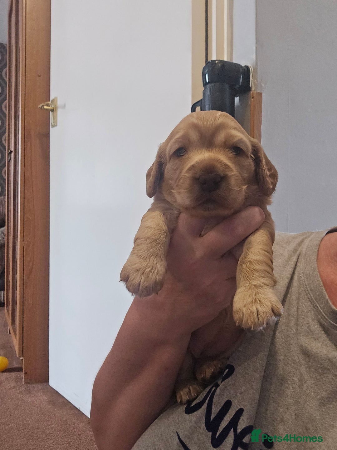 Cockapoo dogs for sale: Female cockapoo cream/beige - Image 2