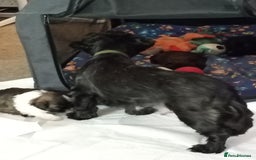Shih Tzu dogs for sale: Beautiful male full shihzue puppies needing homes - Image 1