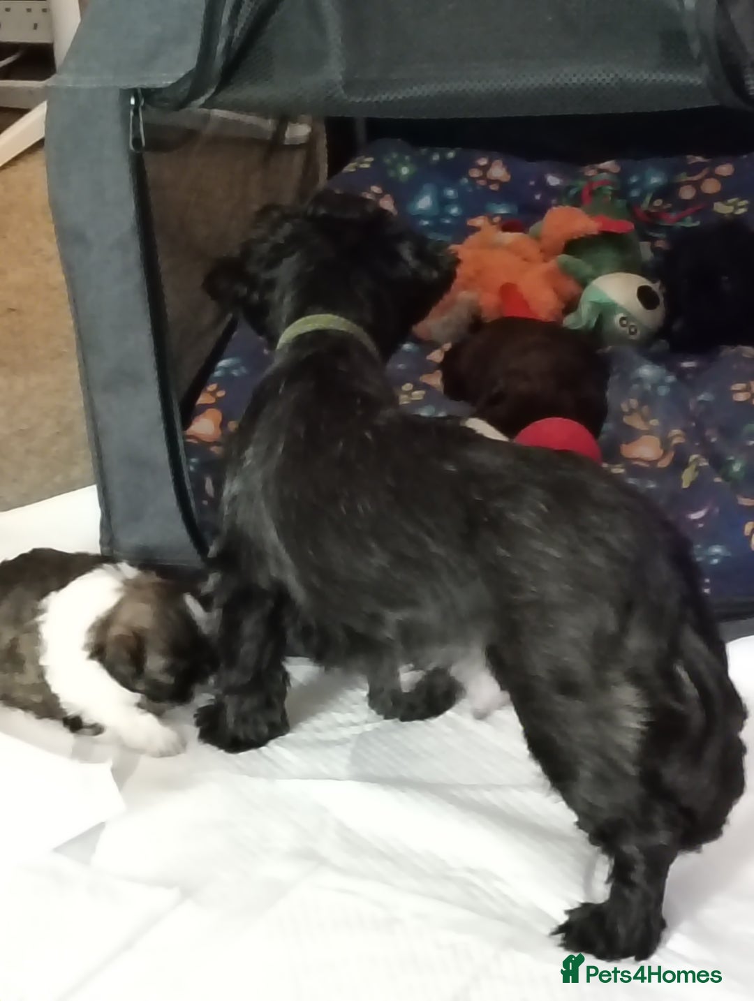 Shih Tzu dogs for sale: Beautiful male full shihzue puppies needing homes - Image 1
