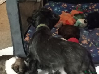Shih Tzu dogs - Advert 20