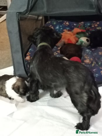 Shih Tzu dogs - Advert 5