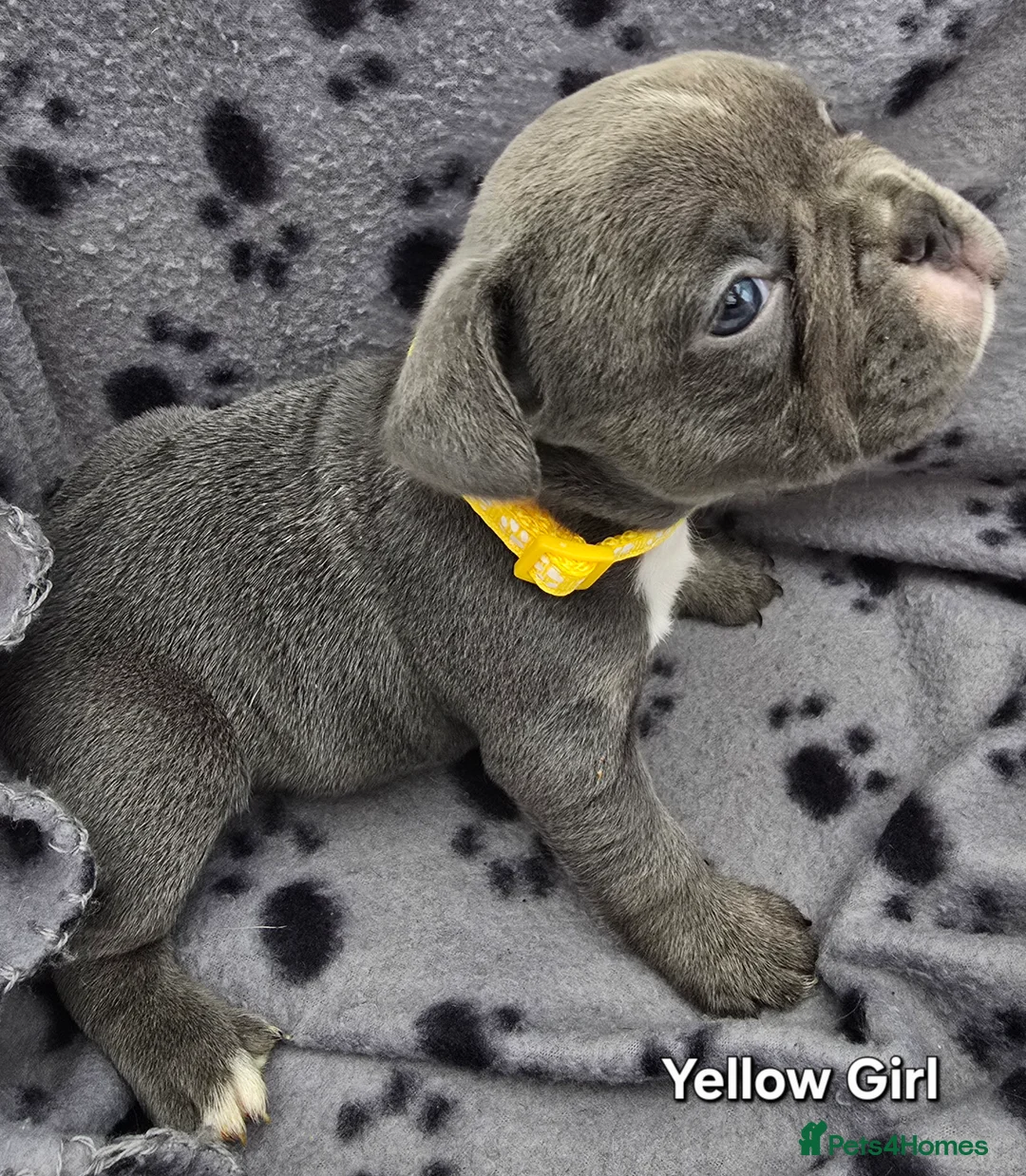 French Bulldog dogs for sale: Stunning Blue French Bulldog Puppies - Advert 14