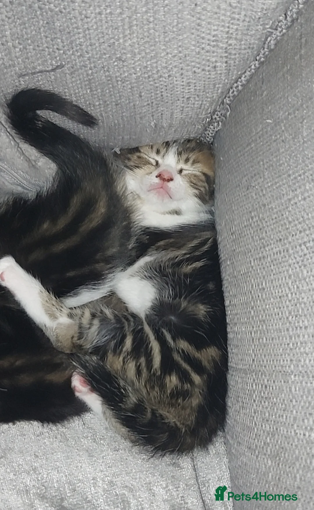 British Shorthair cats for sale: Kittens for sale - Advert 10