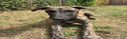 Lurcher dogs for sale: The last 2 lurcher pups.  in Skegness - Advert 15
