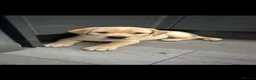 Labrador Retriever dogs for stud: Male for stud  - Advert 7