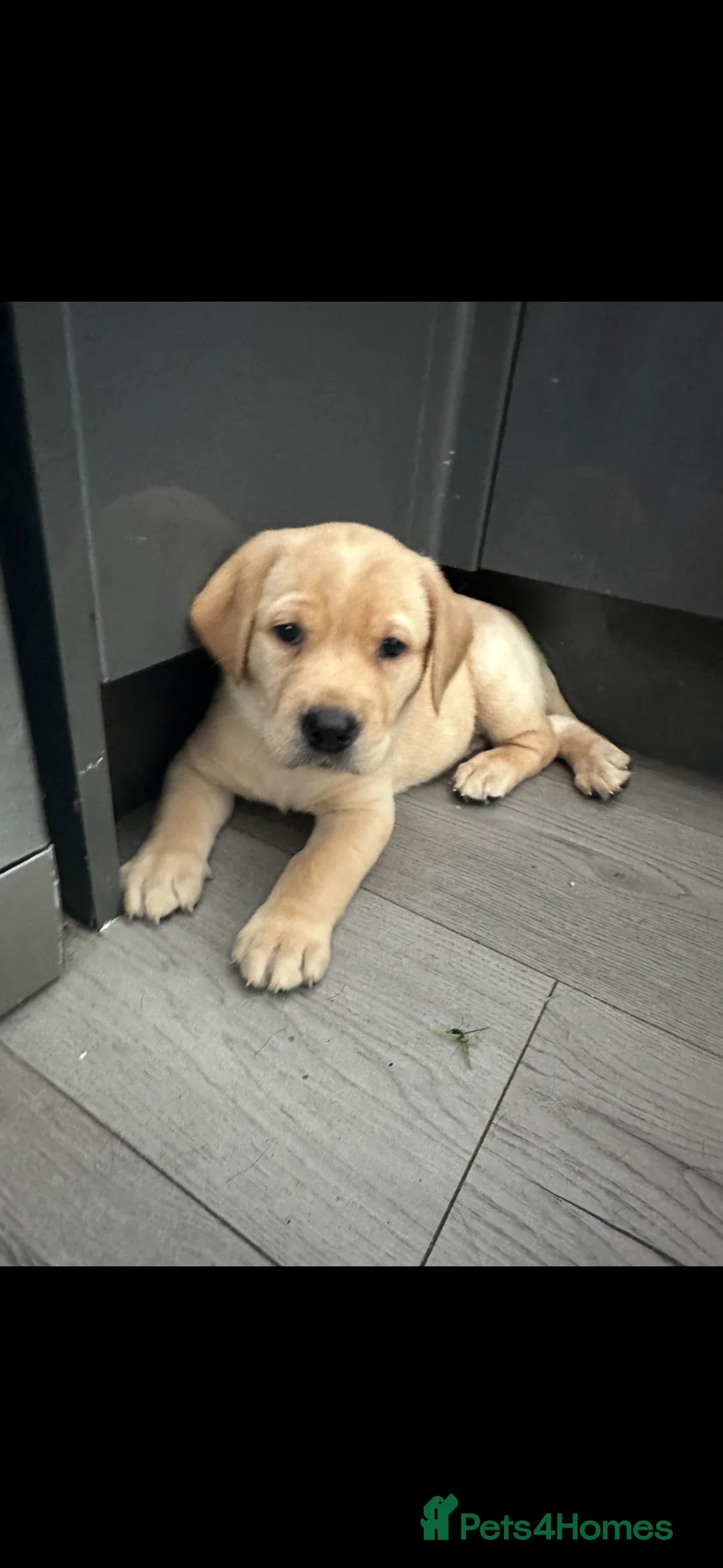 Labrador Retriever dogs for stud: Male for stud  - Advert 7