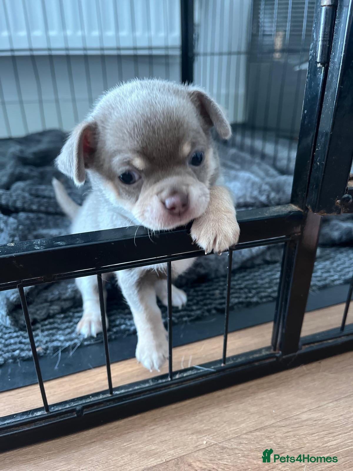 Chihuahua dogs Chihuahua puppies 2 boys kc registered  - Advert 2