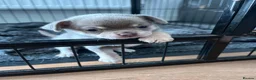 Chihuahua dogs for sale: Chihuahua puppies 2 boys kc registered  - Advert 1