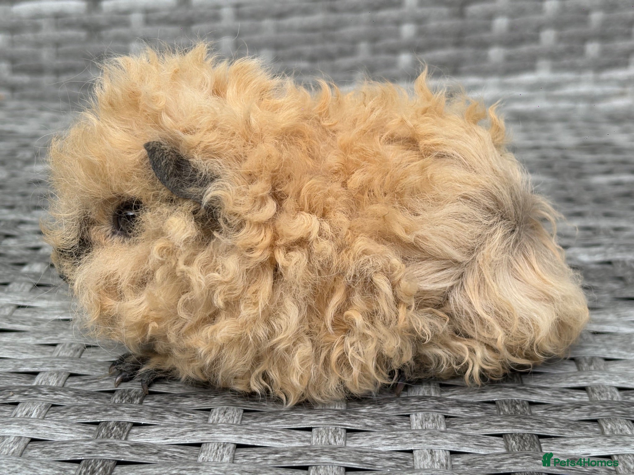 Guinea Pig rodents Purebred Lunkarya - Advert 2