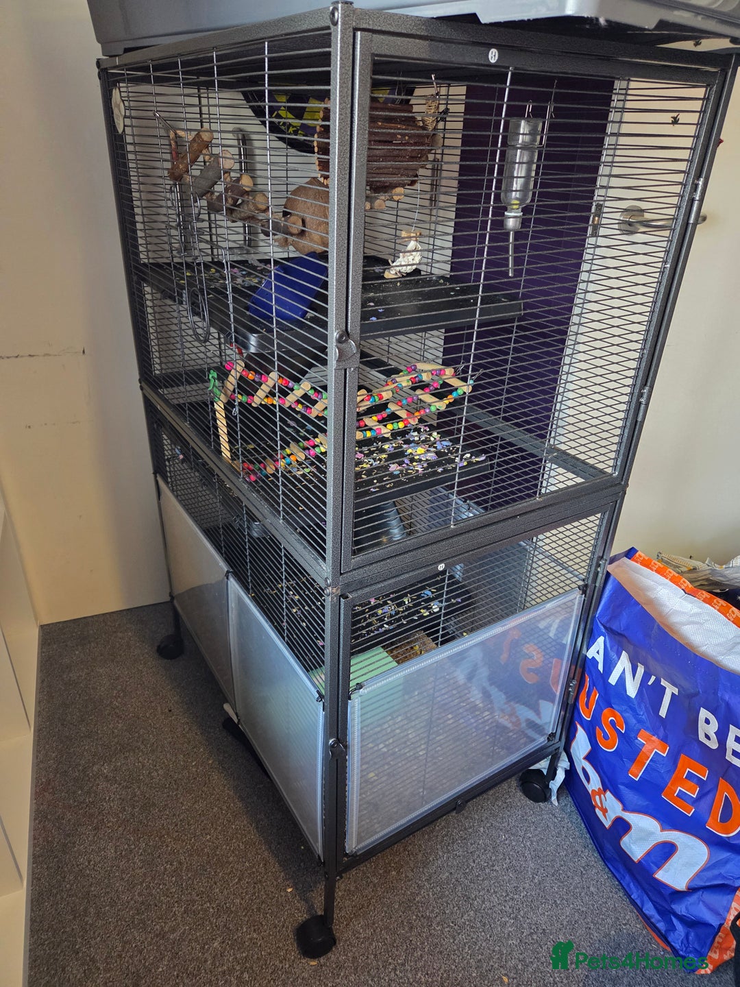 Rat rodents for sale: 3x female rate and set up - Advert 1