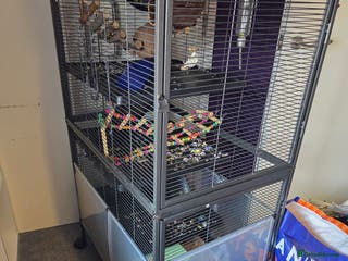 Rat rodents 3x female rate and set up - Advert 1