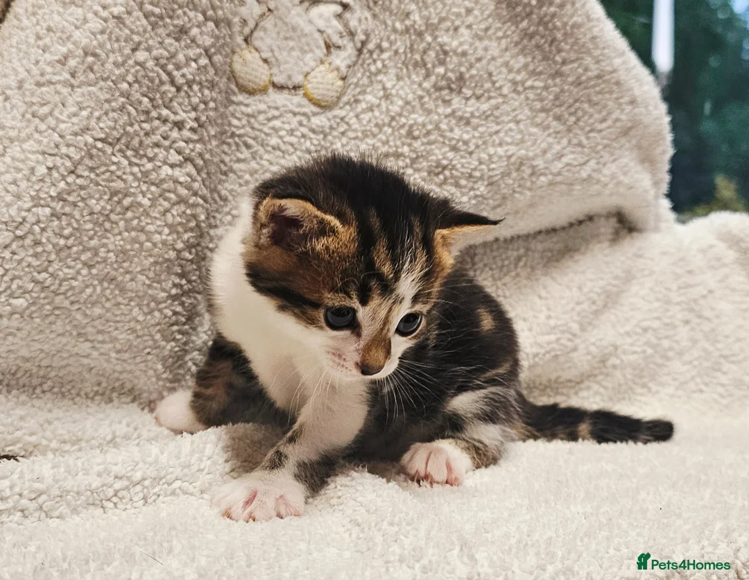 Mixed Breed cats for sale: 3 Gorgeous Kittens - Advert 14