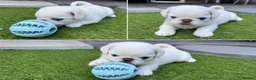 Pug dogs for sale: Beautiful Exotic Pug Puppies - Advert 8