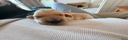 Labradoodle dogs for sale: Labradoodle Puppies - Wonderful Temperaments - Advert 16