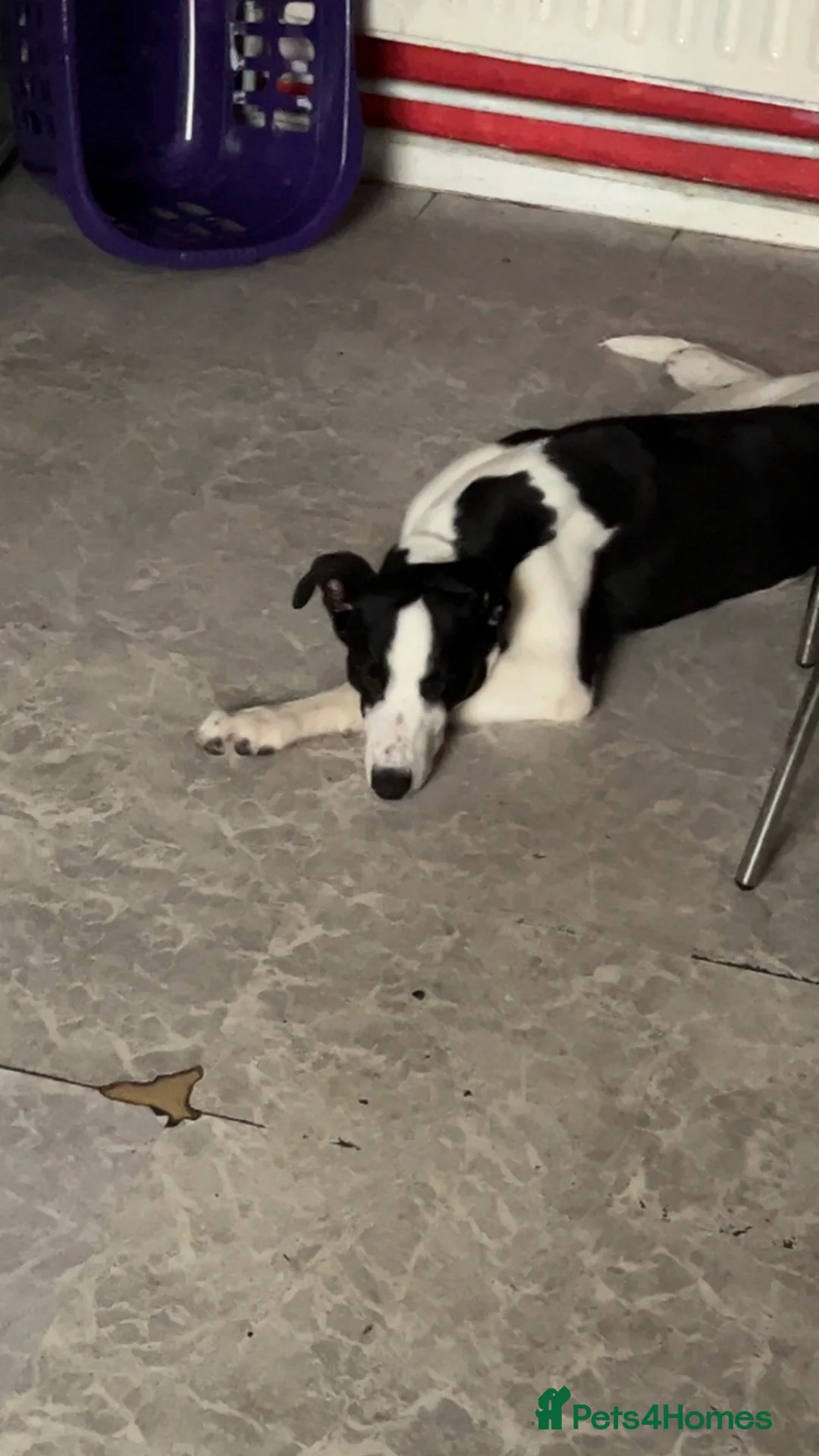 Greyhound dogs for sale: 2 year old greyhound  **   - Advert 8