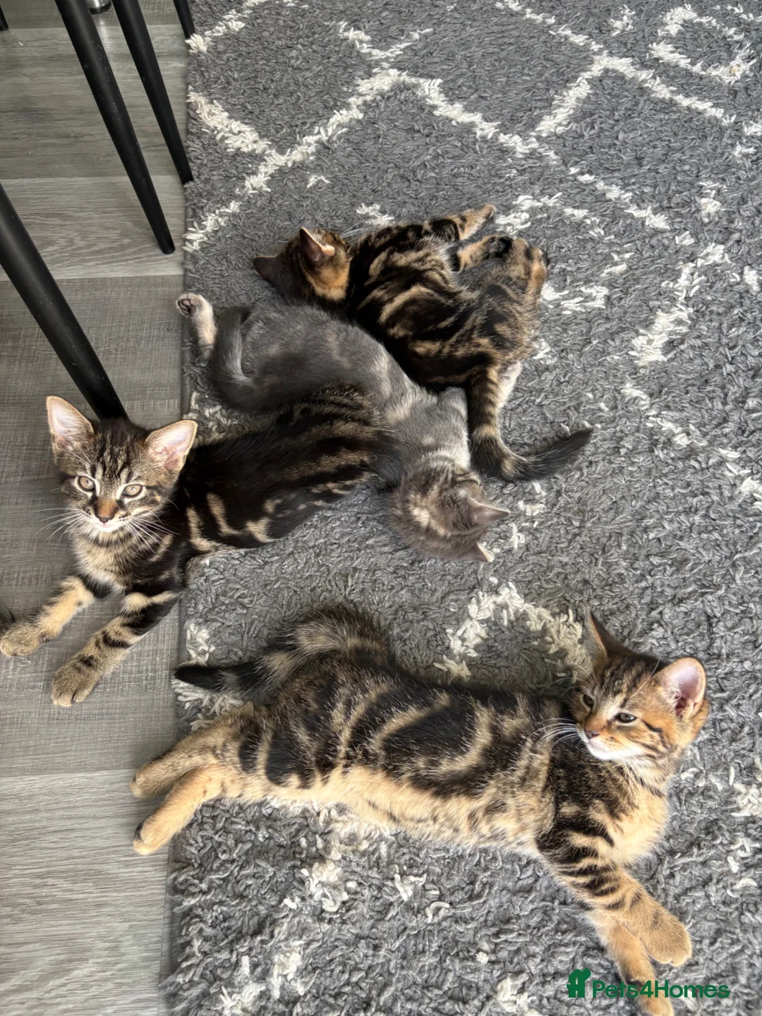 British Shorthair cats for sale: Tabby cats - Advert 7