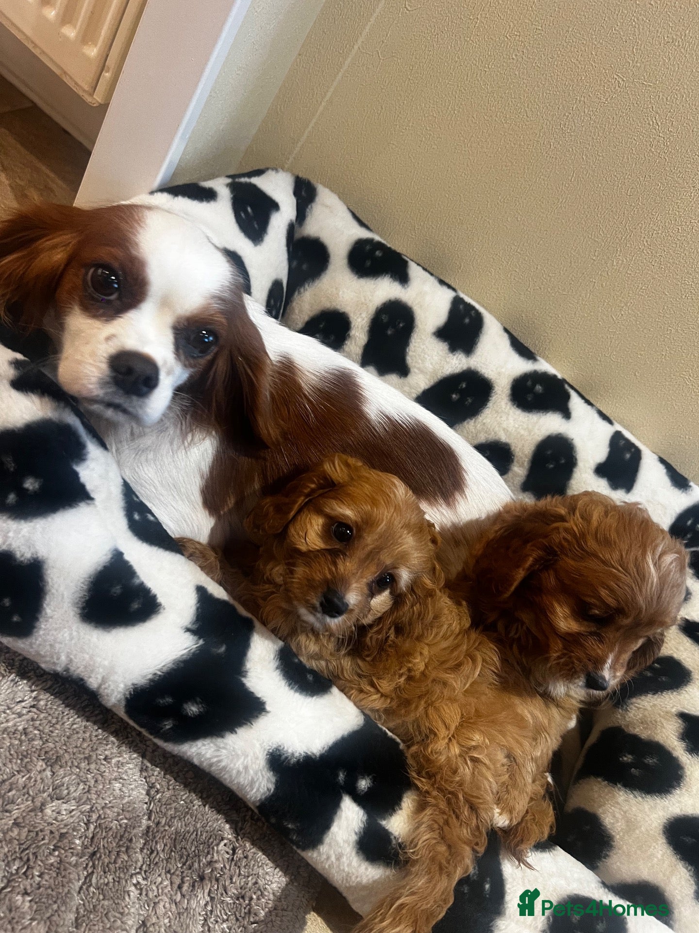 Cavapoo dogs Gorgeous Cavapoo Puppies Ready for Their New Homes - Advert 1
