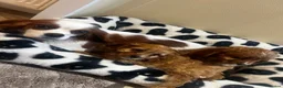 Cavapoo dogs for sale: Gorgeous Cavapoo Puppies Ready for Their New Homes - Advert 1