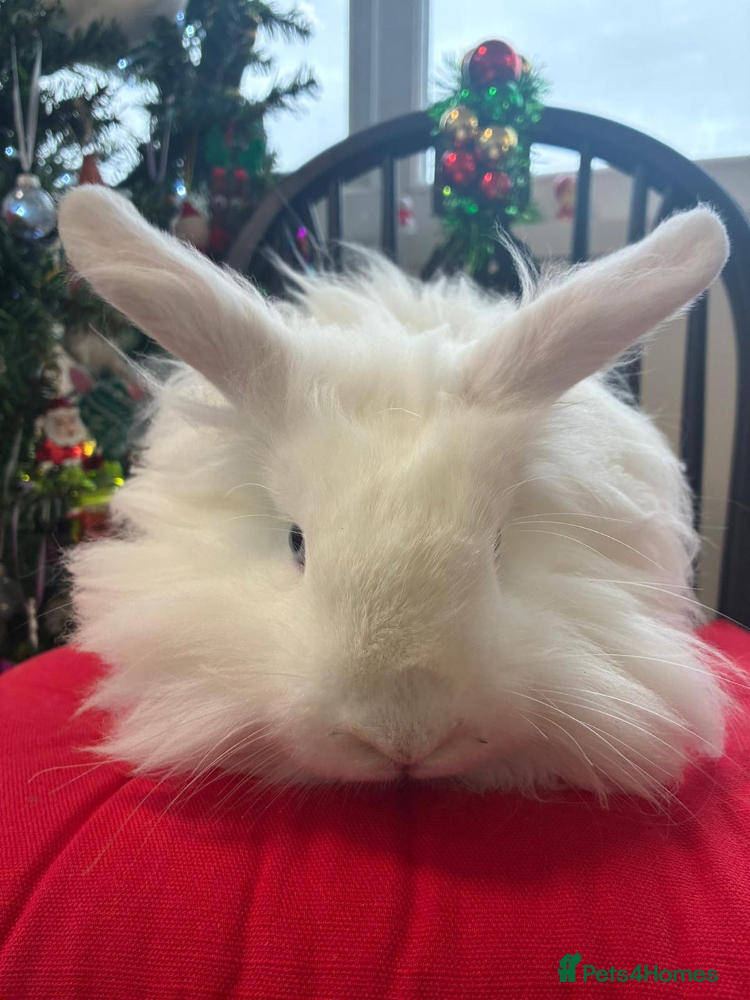 Angora rabbits for sale: Teddy widder male for sale  - Advert 3