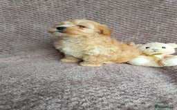 Maltipoo dogs for sale: F1 health tested toy (Asian) maltipoos🩷🩷 - Image 6