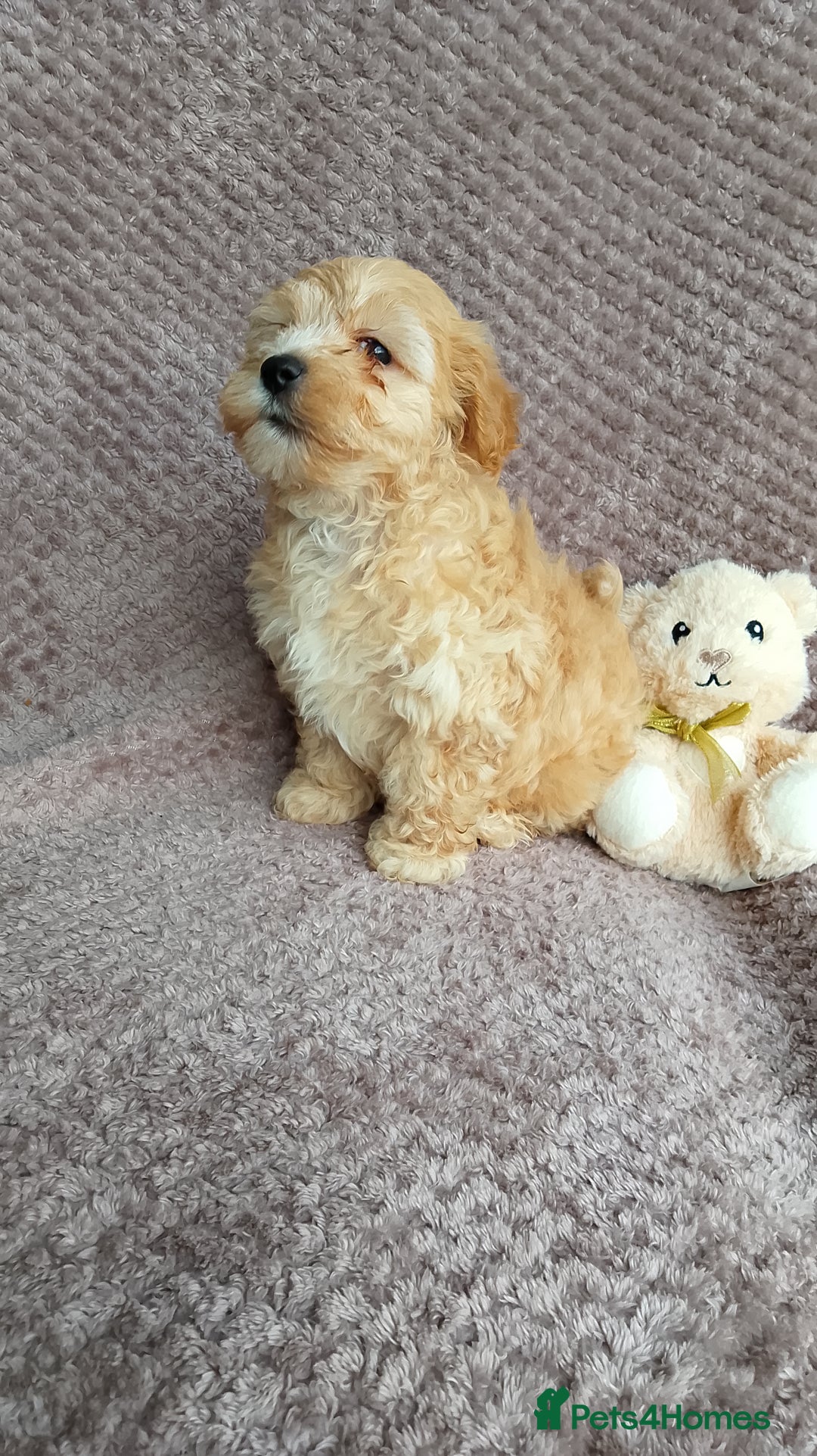 Maltipoo dogs for sale: F1 health tested toy (Asian) maltipoos🩷🩷 - Image 6