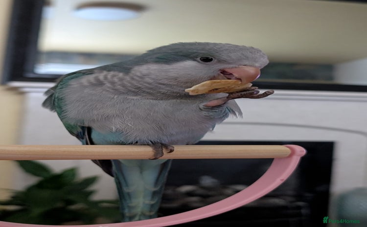 Parrots birds - Advert 1