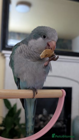 Parrots birds - Advert 6