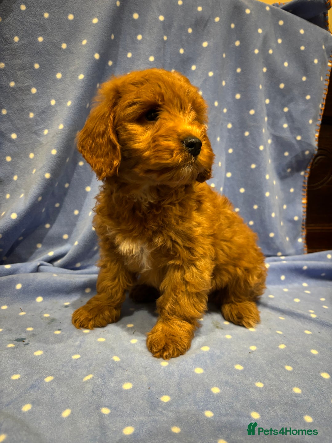 Cockapoo dogs for sale: FULLY HEALTH TESTED COCKERPOOS  - Advert 3