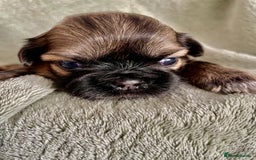Shih Tzu dogs for sale: Adorable Imperial Shih Tzu Puppies - Image 19