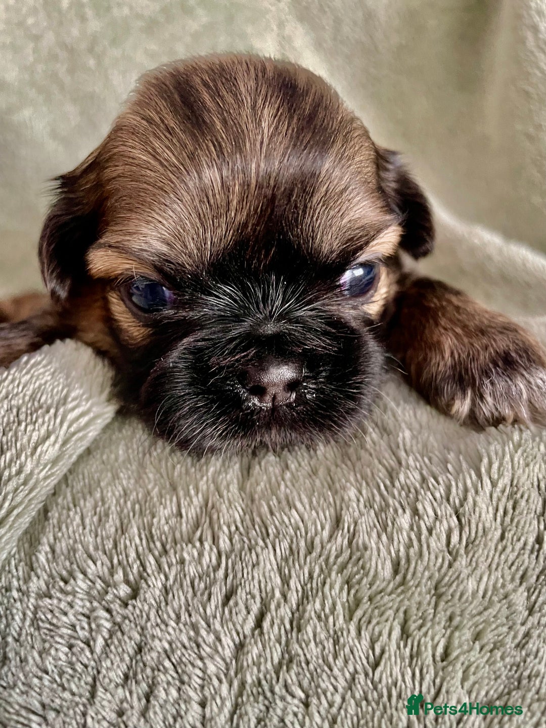 Shih Tzu dogs for sale: Adorable Imperial Shih Tzu Puppies - Image 19
