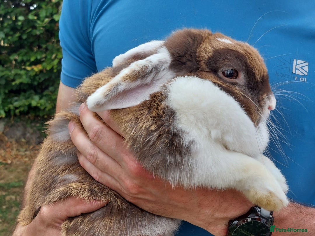 Mini Lop rabbits for sale: brown and white mini lop rabbit buck.  - Image 7