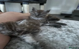 Maine Coon cats for sale: XXL Maine Coon Kittens Double TICA Champion lines  - Image 18