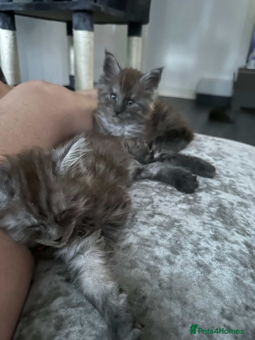 Maine Coon cats for sale: XXL Maine Coon Kittens Double TICA Champion lines  - Image 18