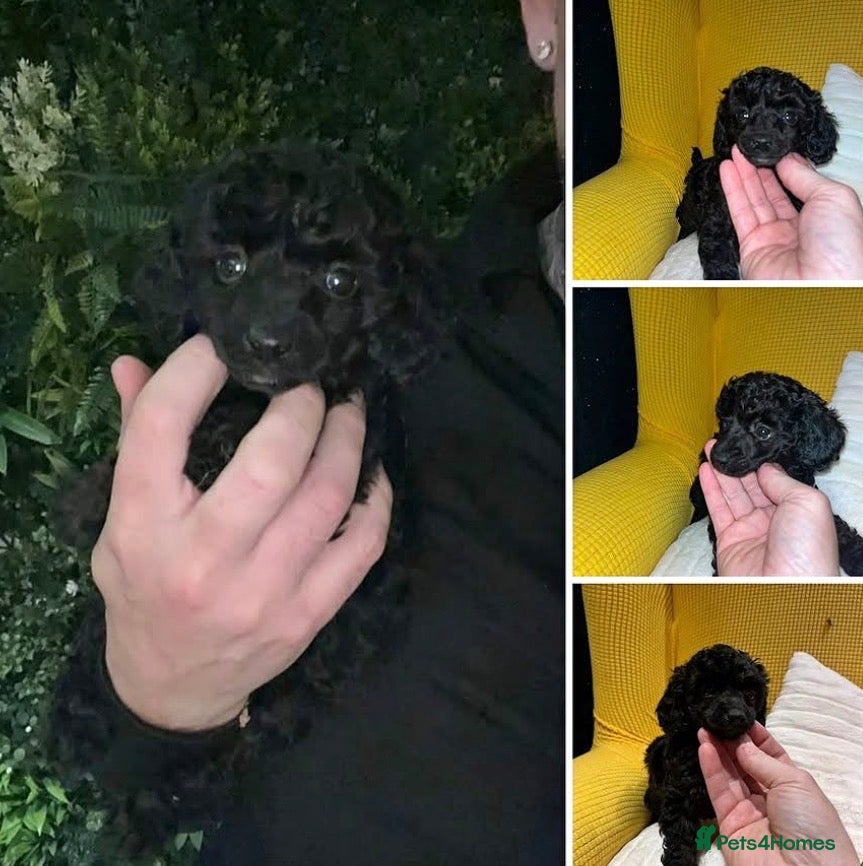 Miniature Poodle dogs for sale: Beautiful miniature poodle puppies  - Advert 2