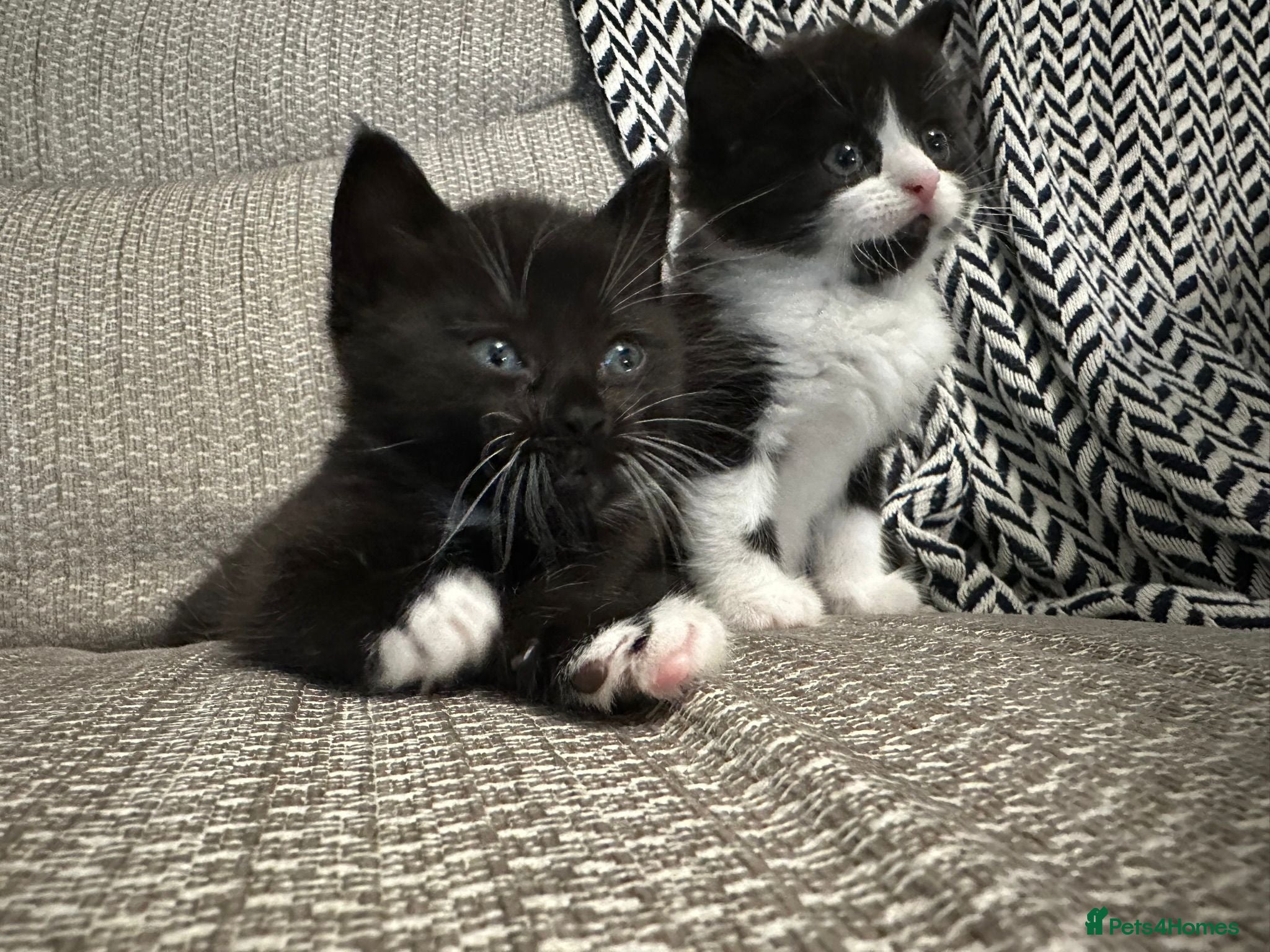 Mixed Breed cats Black and white kittens for sale - Advert 13