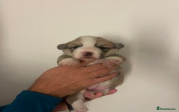 Welsh Corgi Pembroke dogs for sale: KC REG PEMBROKESHIRE CORGIS - Image 9