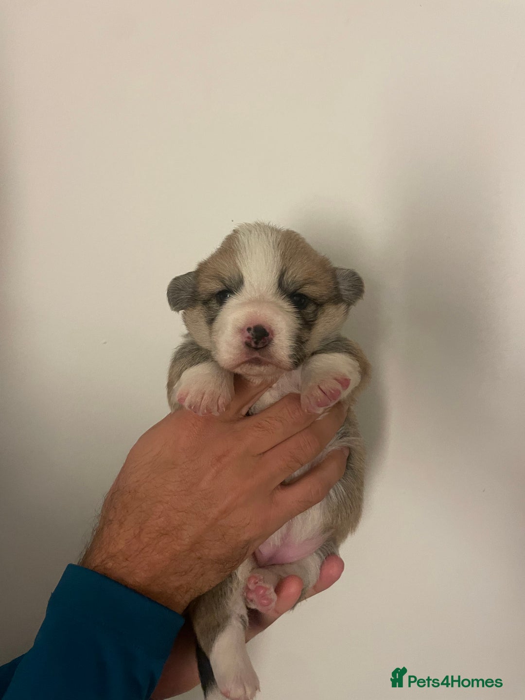 Welsh Corgi Pembroke dogs for sale: KC REG PEMBROKESHIRE CORGIS - Image 9