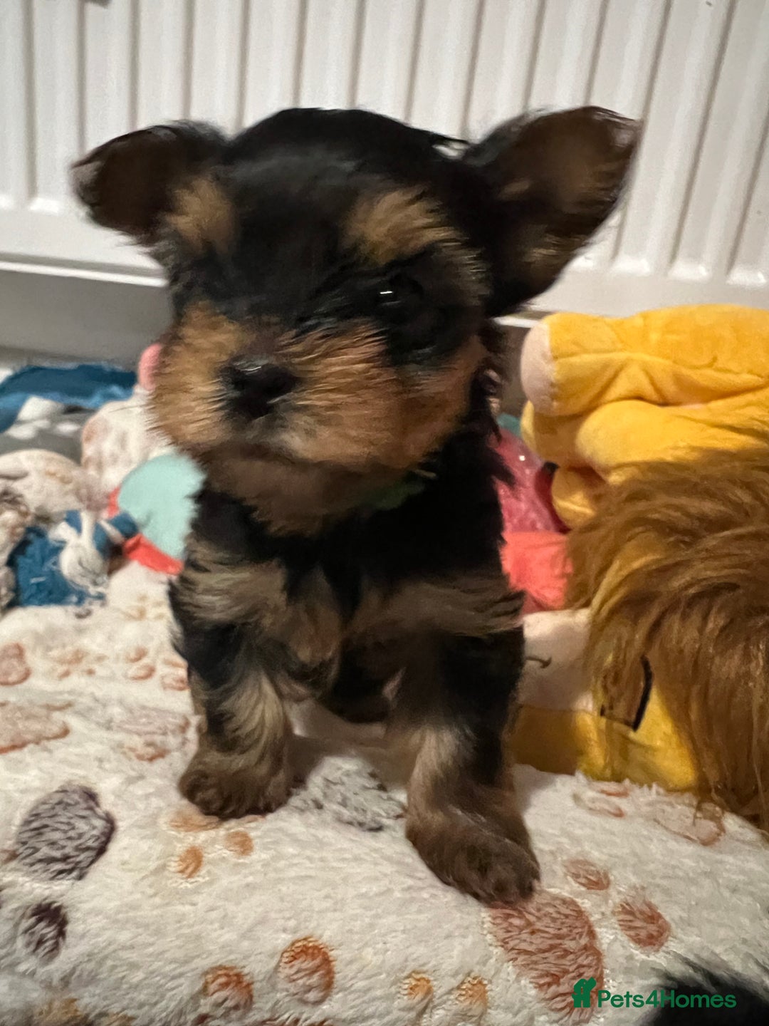 Yorkshire Terrier dogs for sale: 4 little pure breed Yorkshire terrier puppies  - Advert 7