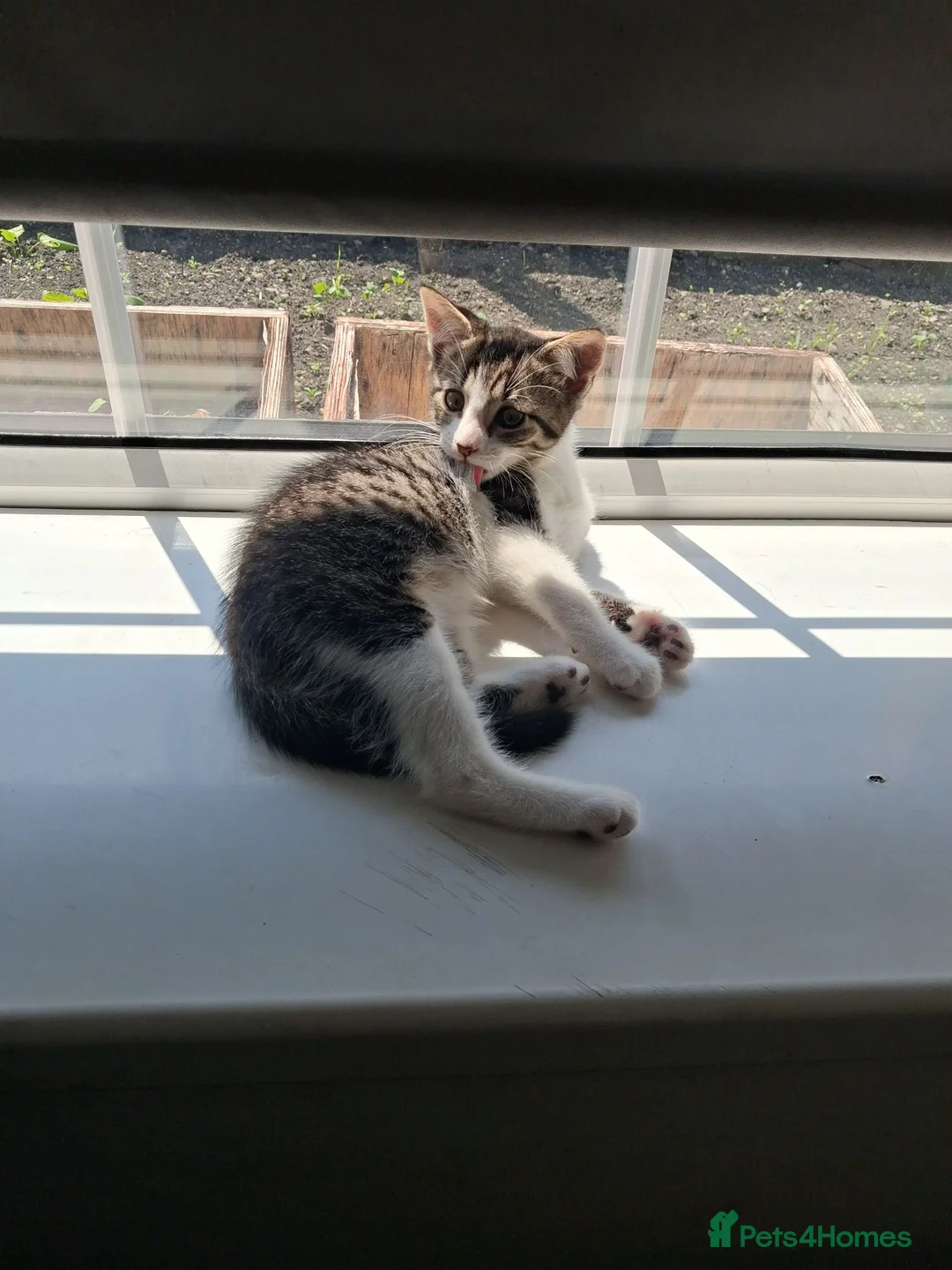 Mixed Breed cats for sale: Cute one boy left - Advert 2