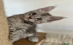 Maine Coon cats for sale: Maine Coon boy male TICA pedigree shaded  - Image 1