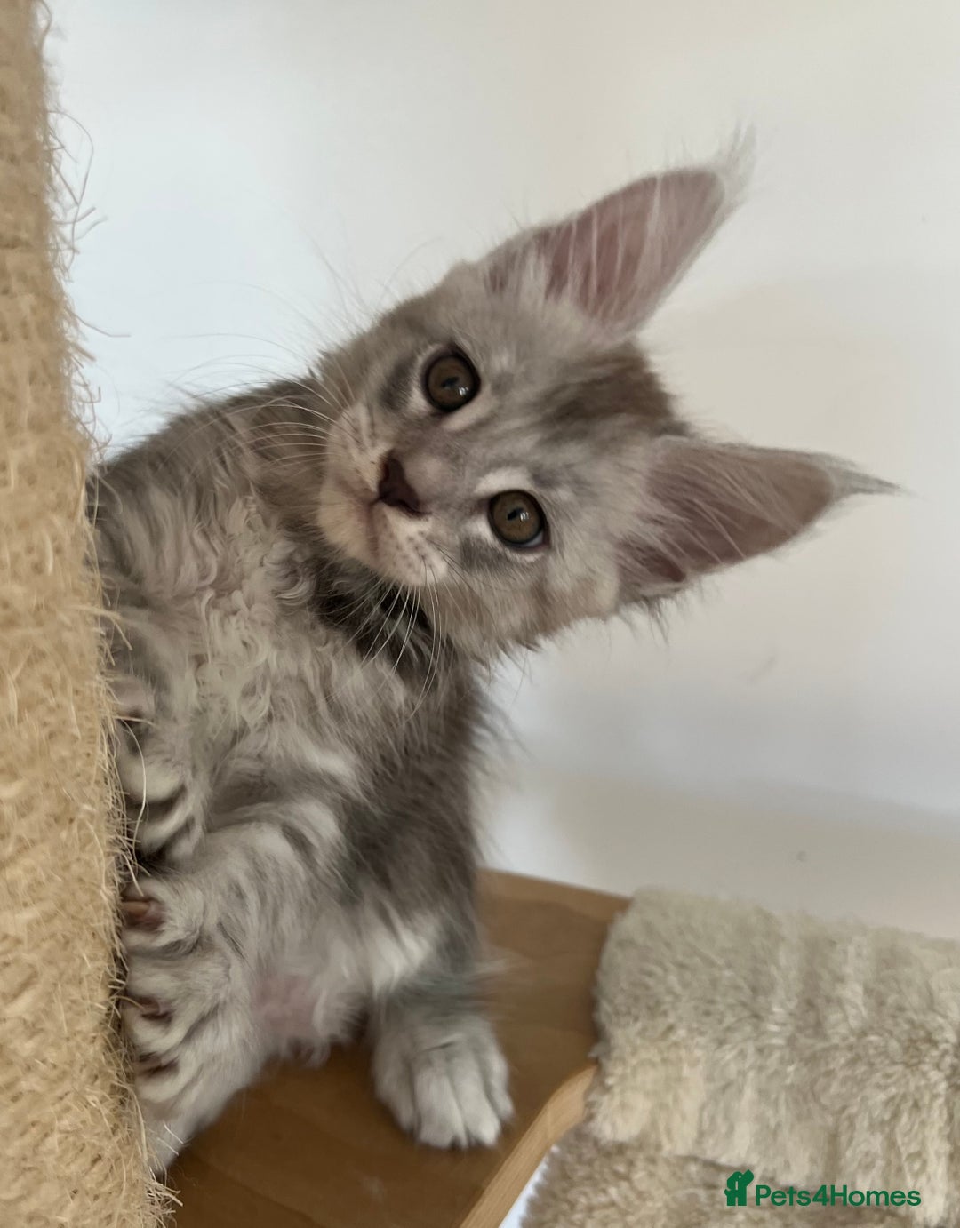 Maine Coon cats for sale: Maine Coon boy male TICA pedigree shaded  - Image 1