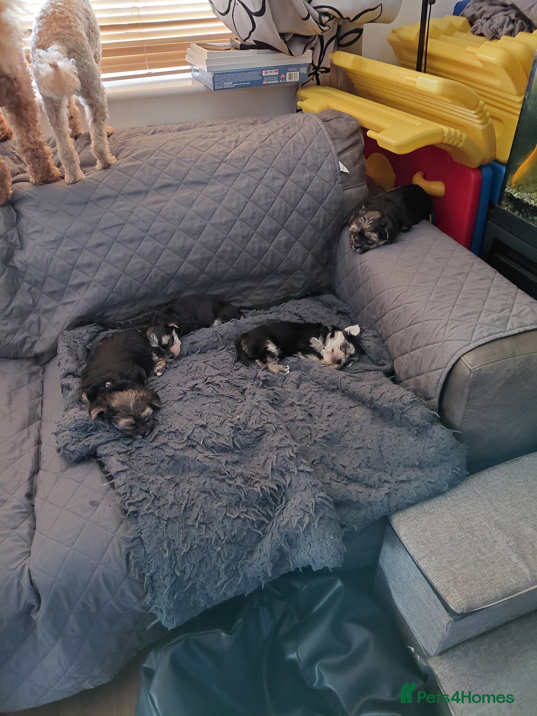 Morkie dogs for sale: Stunning F1 Morkie Puppies - Image 15