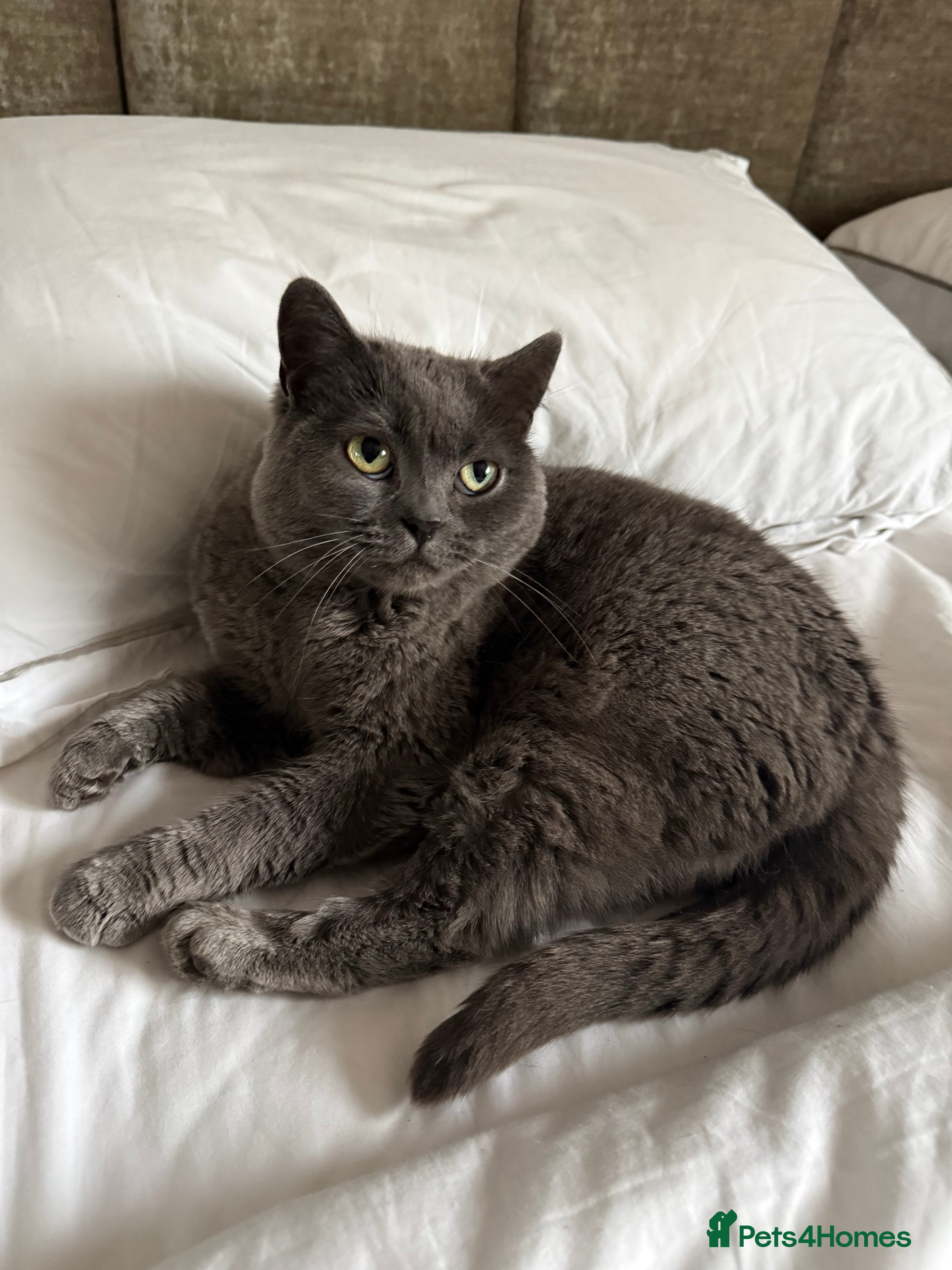 British Shorthair cats Bsh female for sale - Advert 20