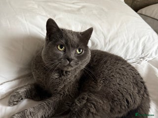 British Shorthair cats Bsh female for sale - Advert 20