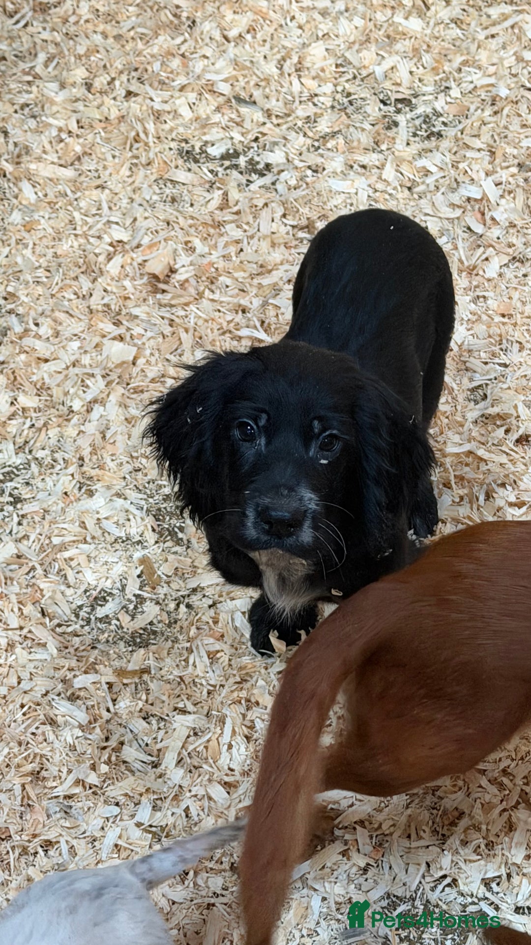 Sprocker dogs for sale: 4 Sprocker Spaniels  - Advert 8