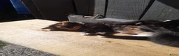 Mixed Breed cats for sale: 5 kittens available from a litter of 6 - Advert 13