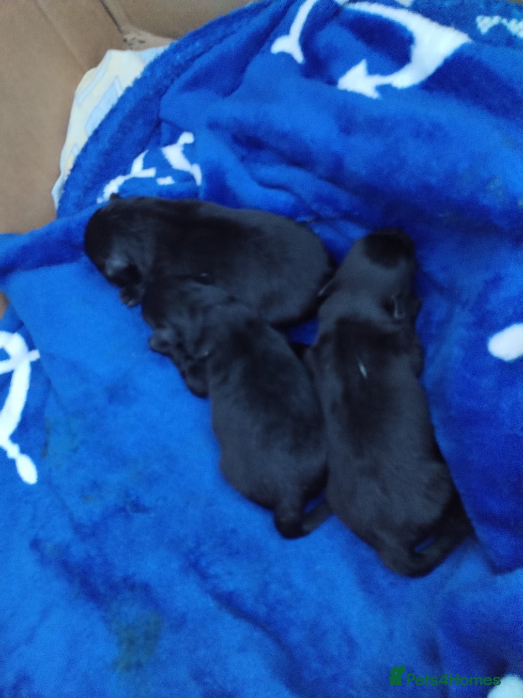 Pomeranian dogs for sale: Pomeranian for sale - Advert 5